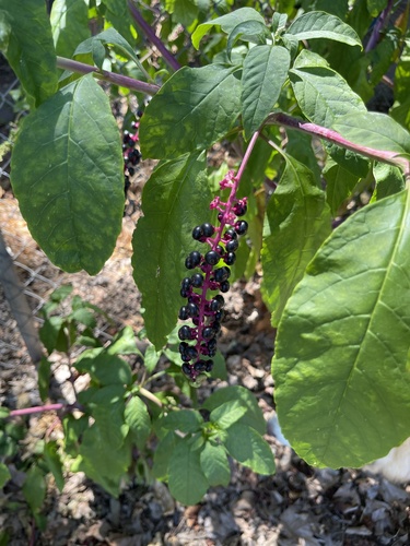 American pokeweed