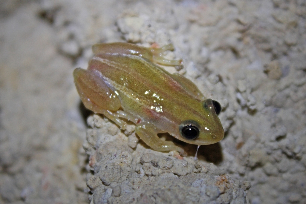 Spiny Reed Frog