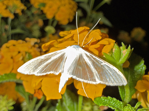 Jasmine Moth