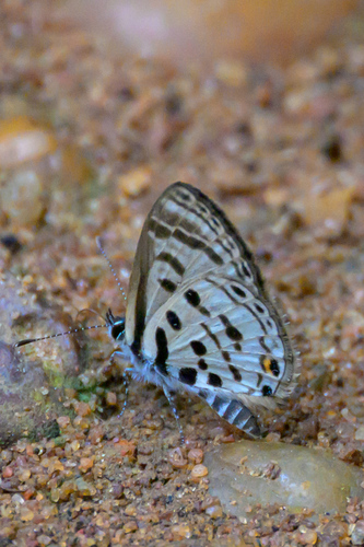 Pale Babul Blue