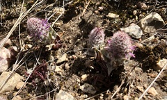 Veronica wyomingensis