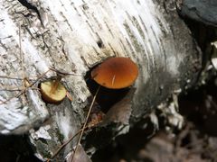 Phaeomarasmius