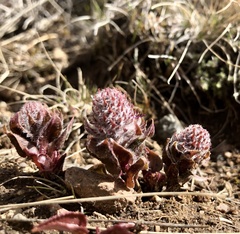 Veronica wyomingensis
