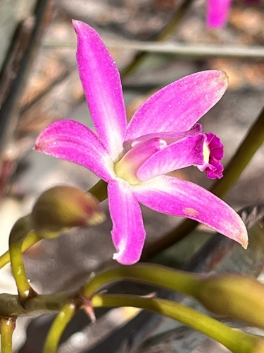 Cattleya rupestris, photograph 2