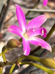 Cattleya rupestris, photograph (c) Mario Barroso, some rights reserved (CC BY)