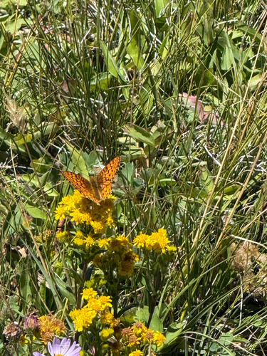 iNaturalist observation photo of Mormon Fritillary