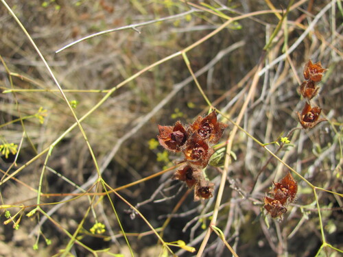 Montpelier cistus (Cistus monspeliensis)