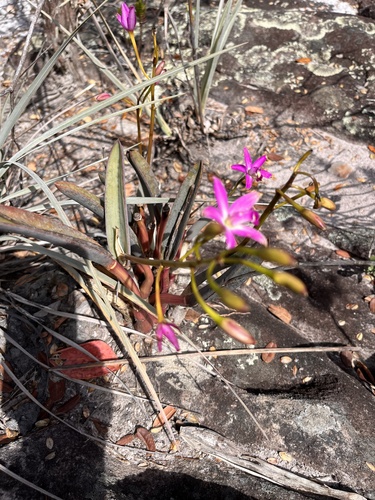 Cattleya rupestris, photograph 3