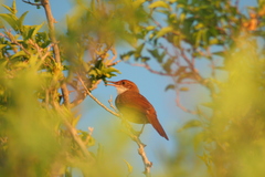 Tarphonomus certhioides
