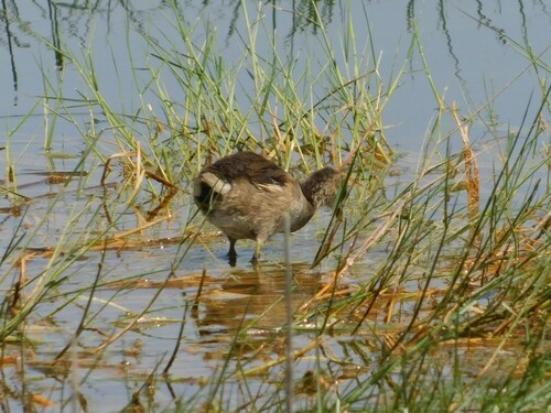 iNaturalist image