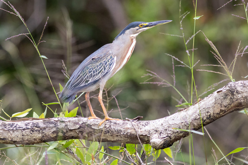 iNaturalist image