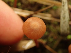 Laccaria tetraspora