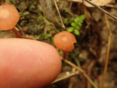 Laccaria tetraspora