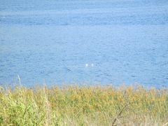 Aechmophorus occidentalis