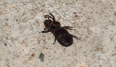 Passalus
