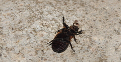 Passalus