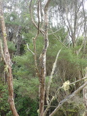 Pseudocyphellaria intricata