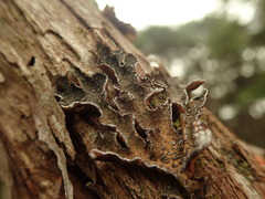 Pseudocyphellaria intricata