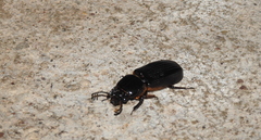 Passalus