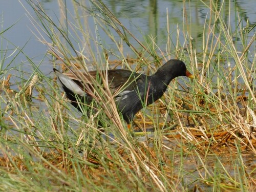 iNaturalist image