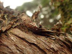 Pseudocyphellaria intricata