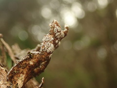 Pseudocyphellaria intricata