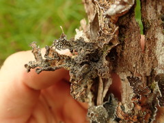 Pseudocyphellaria intricata