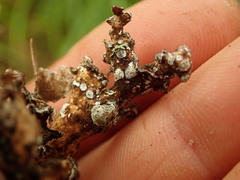 Pseudocyphellaria intricata