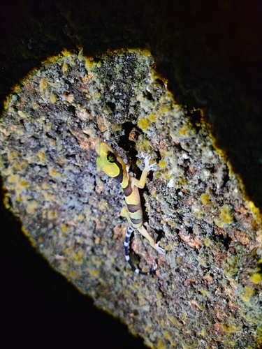 Cyrtodactylus pulchellus observed 2026-07-28