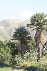 Trithrinax campestris