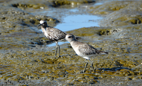 iNaturalist image