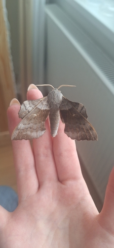 Poplar Hawkmoth