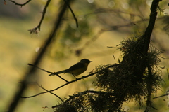 Myioborus brunniceps