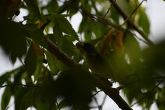 Euphonia hirundinacea