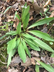 Primula meadia