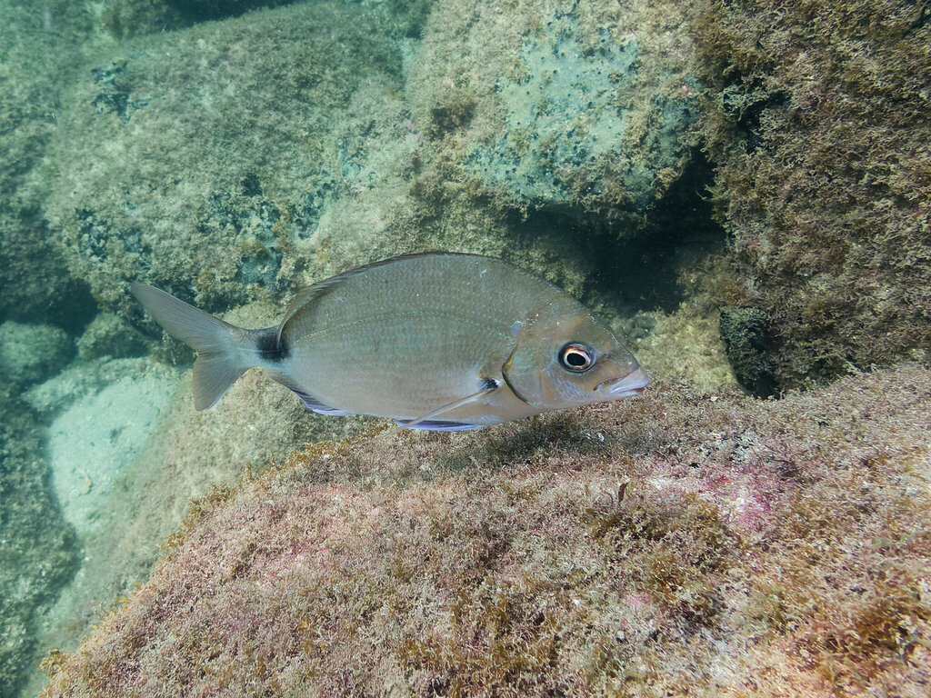 South American silver porgy (Diplodus argenteus) — Sparidae