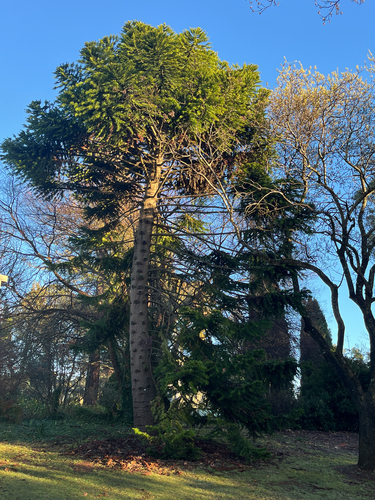 Bunya Pine