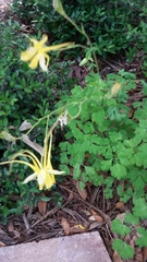 Aquilegia longissima