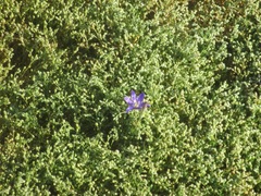 Brodiaea terrestris kernensis