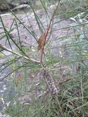 Melaleuca linearis