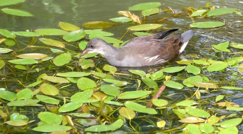 iNaturalist image