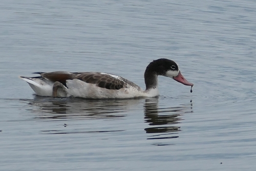 iNaturalist image