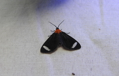 Hyalurga chthonophyle