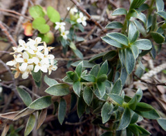 Pimelea mimosa