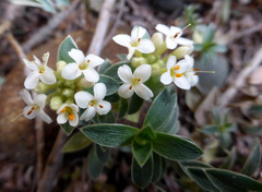 Pimelea mimosa
