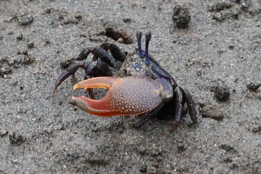 Intermediate Fiddler Crab