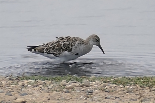 iNaturalist image