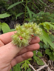 Hydrophyllum fendleri, photograph (c) Alissa Iverson, some rights reserved (CC BY)