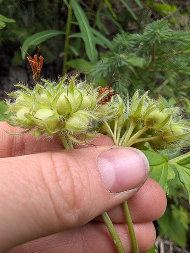 Hydrophyllum fendleri