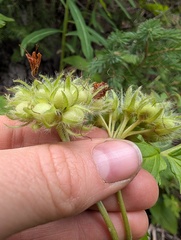 Hydrophyllum fendleri